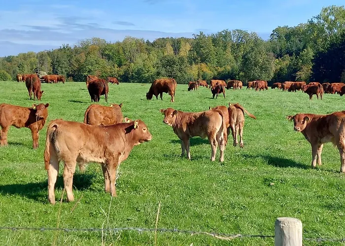 Schillerstueble Apartment *